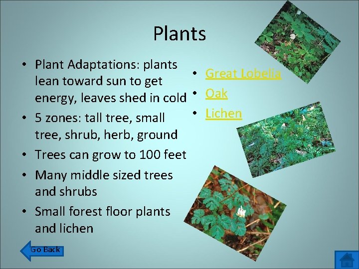 Plants • Plant Adaptations: plants • Great Lobelia lean toward sun to get energy,