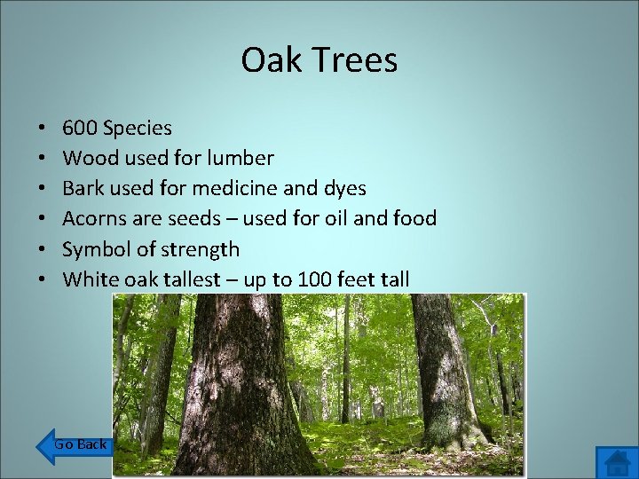 Oak Trees • • • 600 Species Wood used for lumber Bark used for