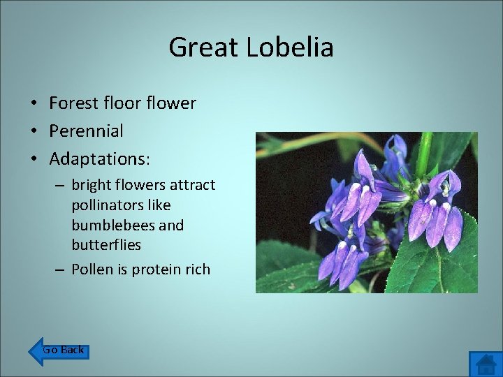 Great Lobelia • Forest floor flower • Perennial • Adaptations: – bright flowers attract