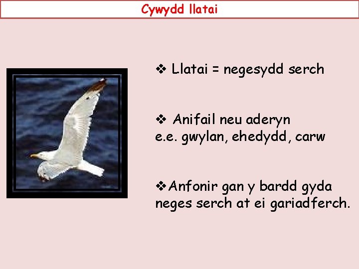 Cywydd llatai v Llatai = negesydd serch v Anifail neu aderyn e. e. gwylan,