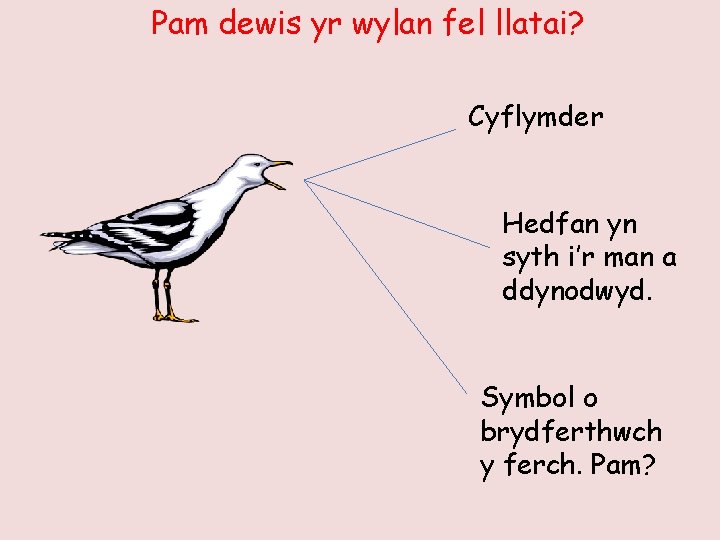 Pam dewis yr wylan fel llatai? Cyflymder Hedfan yn syth i’r man a ddynodwyd.