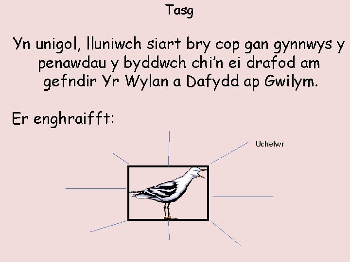 Tasg Yn unigol, lluniwch siart bry cop gan gynnwys y penawdau y byddwch chi’n