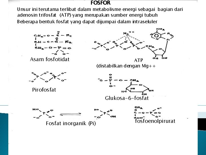 FOSFOR Unsur ini terutama terlibat dalam metabolisme energi sebagai bagian dari adenosin trifosfat (ATP)