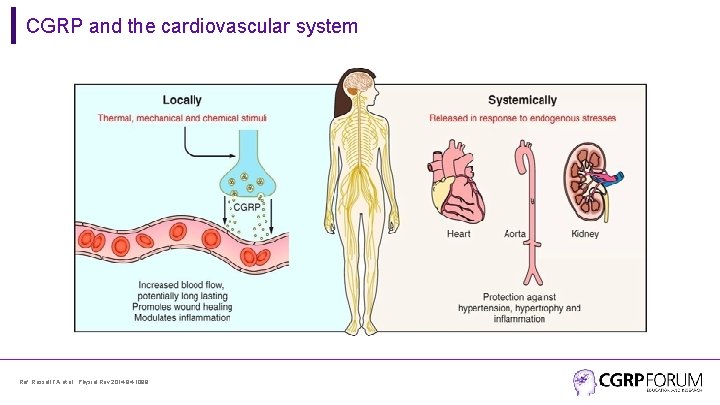 CGRP and the cardiovascular system Ref: Russell FA et al. Physiol Rev 2014; 94: