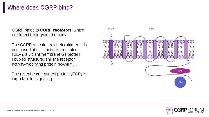 Where does CGRP bind? CGRP binds to CGRP receptors, which are found throughout the