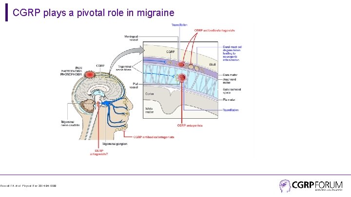 CGRP plays a pivotal role in migraine Russell FA et al. Physiol Rev 2014;
