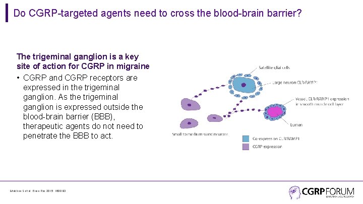Do CGRP-targeted agents need to cross the blood-brain barrier? The trigeminal ganglion is a