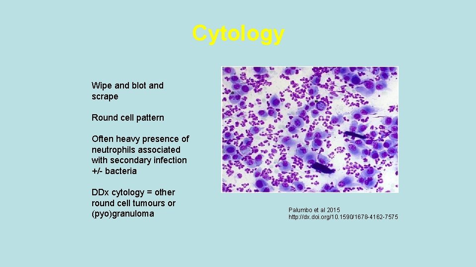 Cytology Wipe and blot and scrape Round cell pattern Often heavy presence of neutrophils