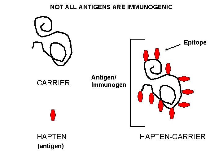NOT ALL ANTIGENS ARE IMMUNOGENIC Epitope CARRIER HAPTEN (antigen) Antigen/ Immunogen HAPTEN-CARRIER 
