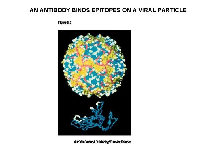 AN ANTIBODY BINDS EPITOPES ON A VIRAL PARTICLE 