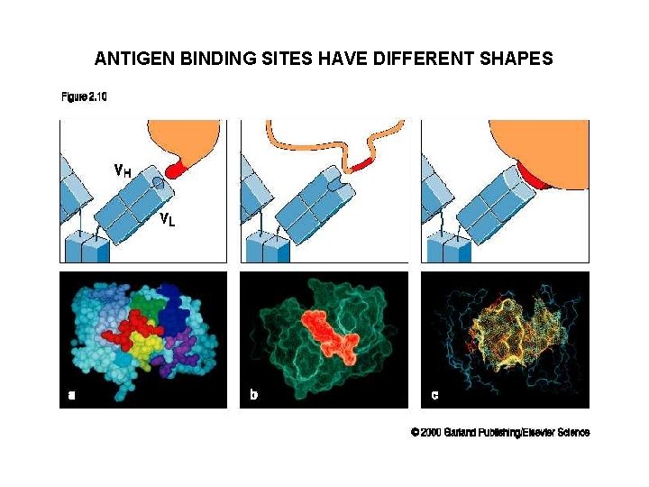 ANTIGEN BINDING SITES HAVE DIFFERENT SHAPES 