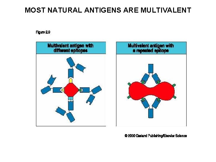MOST NATURAL ANTIGENS ARE MULTIVALENT 