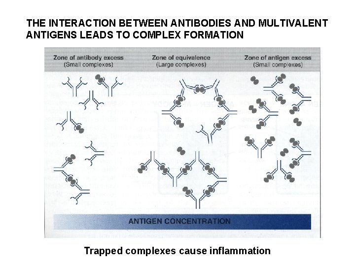 THE INTERACTION BETWEEN ANTIBODIES AND MULTIVALENT ANTIGENS LEADS TO COMPLEX FORMATION Trapped complexes cause