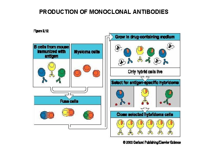 PRODUCTION OF MONOCLONAL ANTIBODIES 