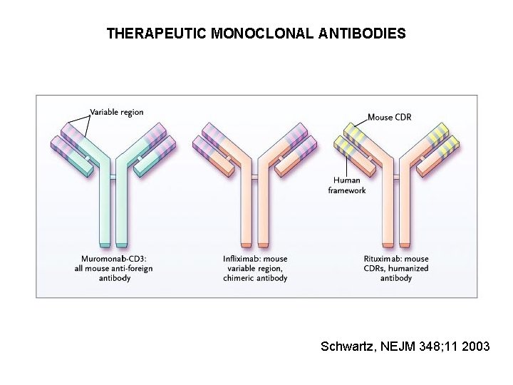 THERAPEUTIC MONOCLONAL ANTIBODIES Schwartz, NEJM 348; 11 2003 