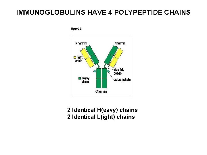 IMMUNOGLOBULINS HAVE 4 POLYPEPTIDE CHAINS 2 Identical H(eavy) chains 2 Identical L(ight) chains 