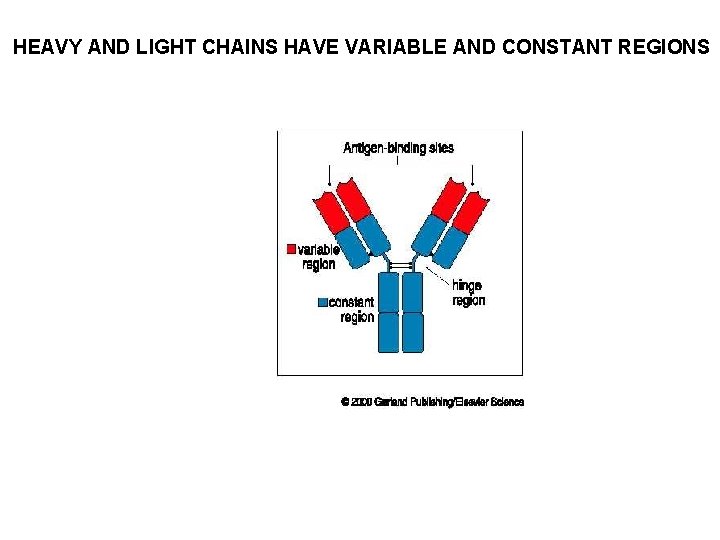 HEAVY AND LIGHT CHAINS HAVE VARIABLE AND CONSTANT REGIONS 