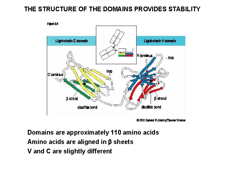 THE STRUCTURE OF THE DOMAINS PROVIDES STABILITY Domains are approximately 110 amino acids Amino