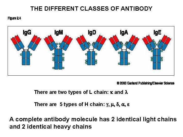 THE DIFFERENT CLASSES OF ANTIBODY There are two types of L chain: k and