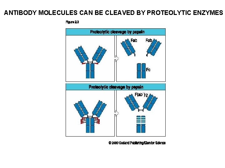 ANTIBODY MOLECULES CAN BE CLEAVED BY PROTEOLYTIC ENZYMES 