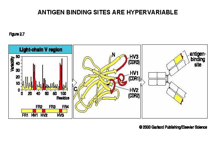ANTIGEN BINDING SITES ARE HYPERVARIABLE 