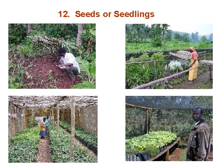 12. Seeds or Seedlings 