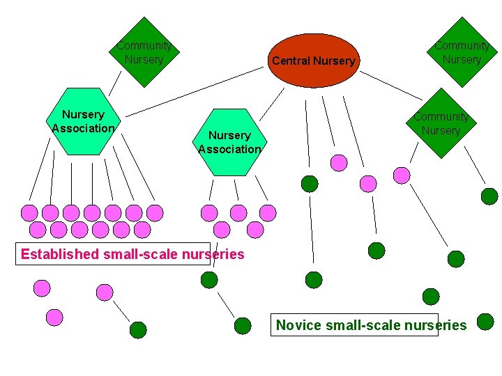 Community Nursery Association Central Nursery Association Community Nursery Established small-scale nurseries Novice small-scale nurseries