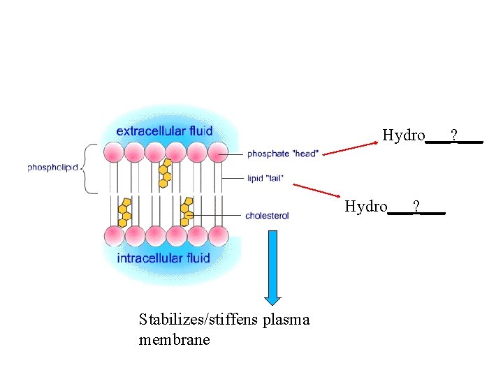 Hydro___? ___ Stabilizes/stiffens plasma membrane 