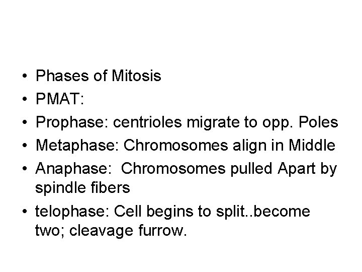  • • • Phases of Mitosis PMAT: Prophase: centrioles migrate to opp. Poles