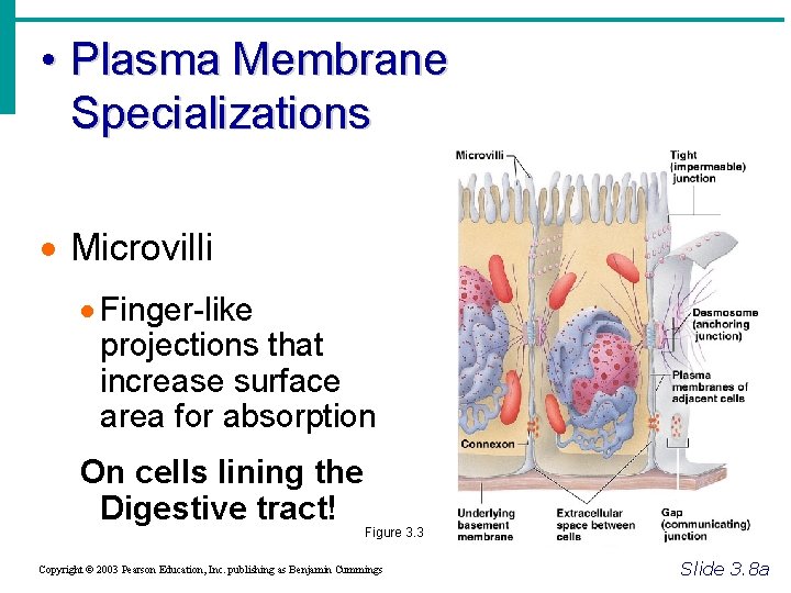  • Plasma Membrane Specializations Microvilli Finger-like projections that increase surface area for absorption