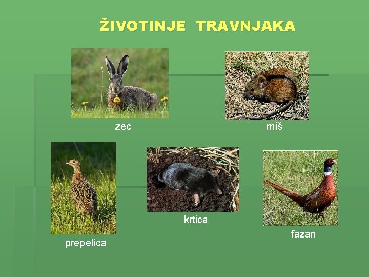 ŽIVOTINJE TRAVNJAKA zec miš krtica prepelica fazan 