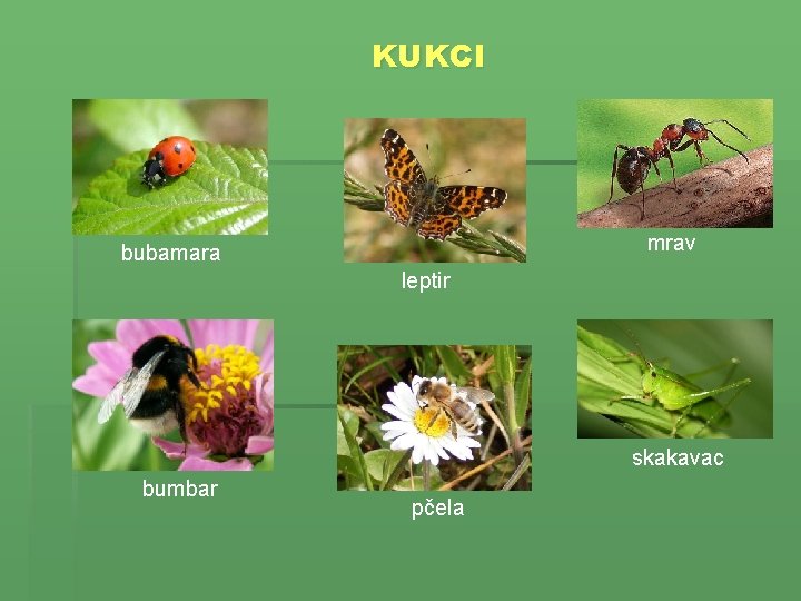 KUKCI mrav bubamara leptir skakavac bumbar pčela 