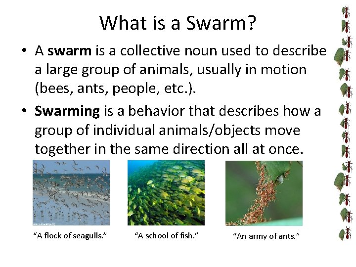 What is a Swarm? • A swarm is a collective noun used to describe