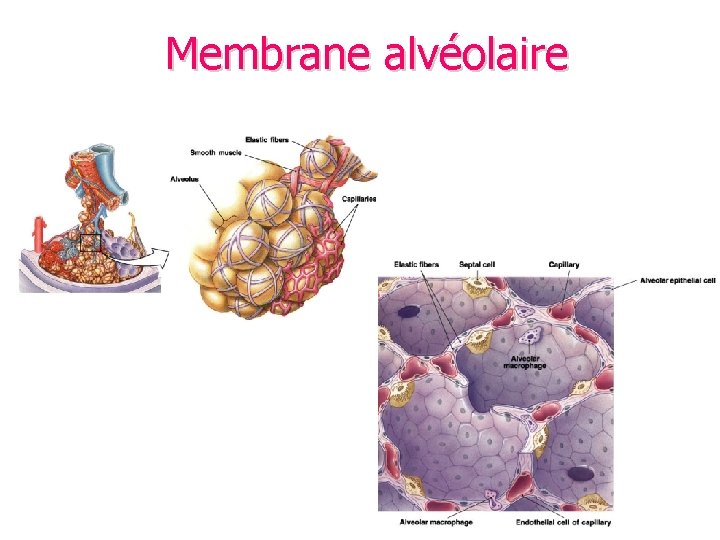 Membrane alvéolaire 