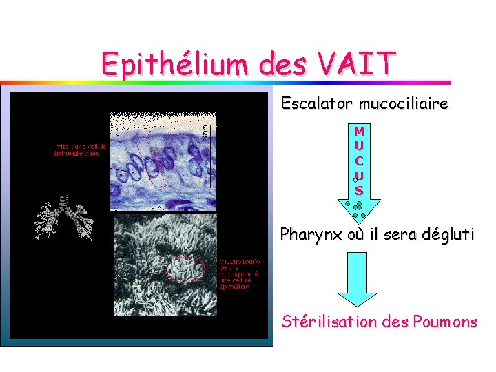 Epithélium des VAIT Escalator mucociliaire M U C U S Pharynx où il sera