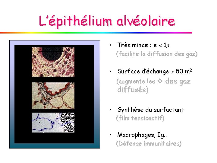 L’épithélium alvéolaire • Très mince : e 1 (facilite la diffusion des gaz) •