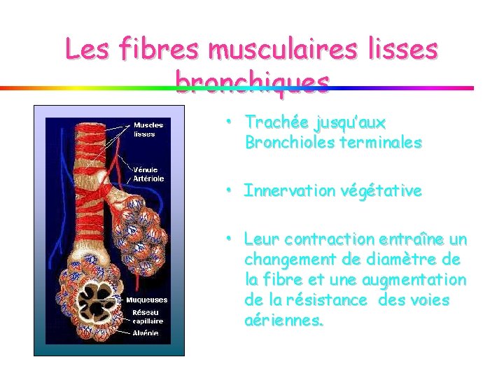 Les fibres musculaires lisses bronchiques • Trachée jusqu’aux Bronchioles terminales • Innervation végétative •