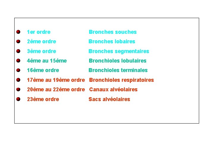 1 er ordre Bronches souches 2ème ordre Bronches lobaires 3ème ordre Bronches segmentaires 4ème