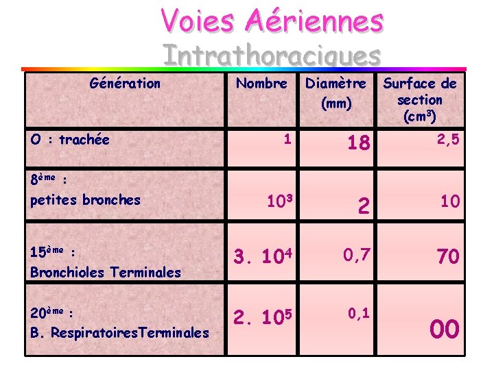 Voies Aériennes Génération Intrathoraciques Diamètre (mm) Surface de section (cm 3) 1 18 2,