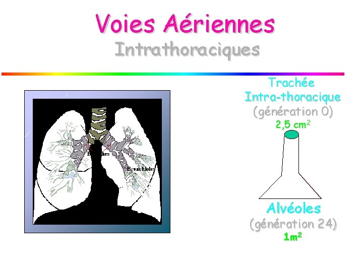 Voies Aériennes Intrathoraciques Trachée Intra-thoracique (génération 0) 2, 5 cm 2 Alvéoles (génération 24)