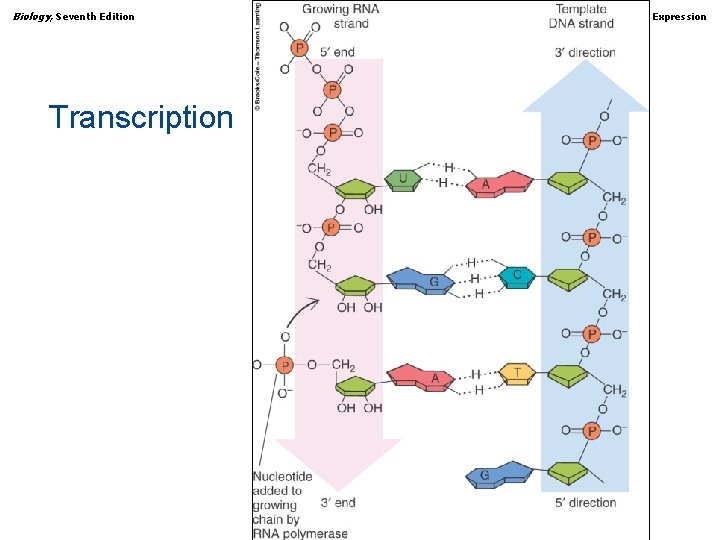 Biology, Seventh Edition CHAPTER 12 Gene Expression Transcription Copyright © 2005 Brooks/Cole — Thomson