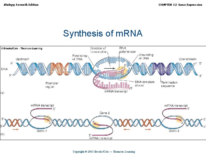 Biology, Seventh Edition CHAPTER 12 Gene Expression Synthesis of m. RNA Copyright © 2005