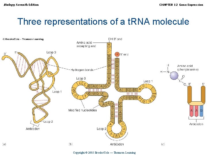 Biology, Seventh Edition CHAPTER 12 Gene Expression Three representations of a t. RNA molecule