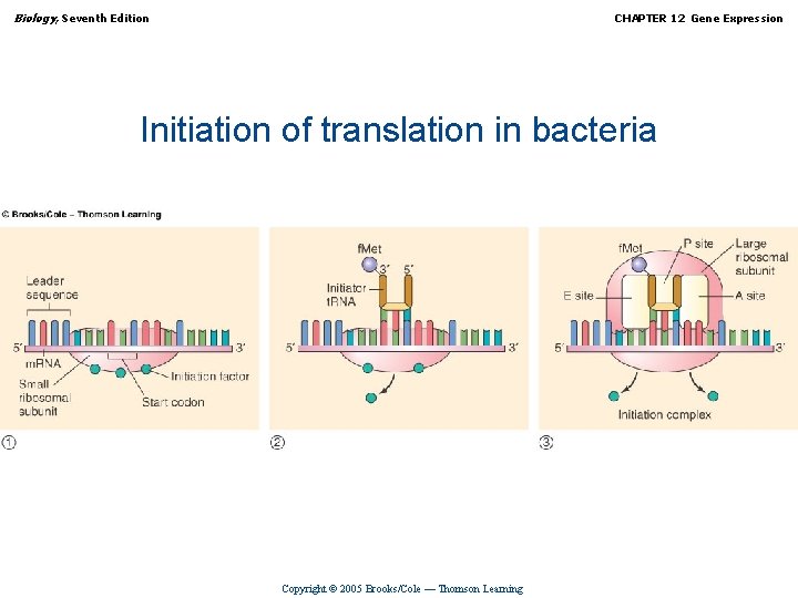 Biology, Seventh Edition CHAPTER 12 Gene Expression Initiation of translation in bacteria Copyright ©