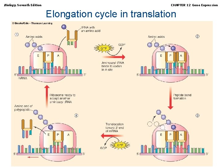 Biology, Seventh Edition CHAPTER 12 Gene Expression Elongation cycle in translation Copyright © 2005