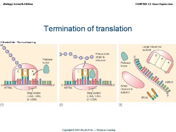 Biology, Seventh Edition CHAPTER 12 Gene Expression Termination of translation Copyright © 2005 Brooks/Cole