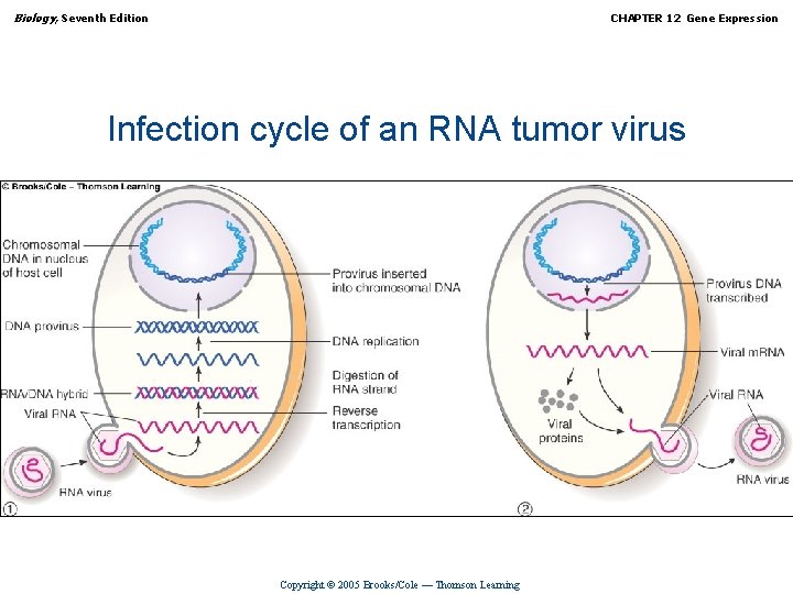 Biology, Seventh Edition CHAPTER 12 Gene Expression Infection cycle of an RNA tumor virus