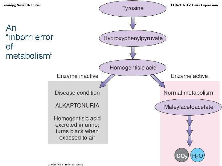 Biology, Seventh Edition CHAPTER 12 Gene Expression An “inborn error of metabolism” Copyright ©