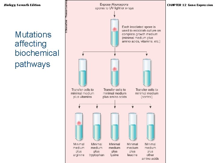 Biology, Seventh Edition CHAPTER 12 Gene Expression Mutations affecting biochemical pathways Copyright © 2005