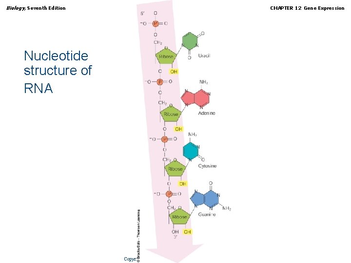 Biology, Seventh Edition CHAPTER 12 Gene Expression Nucleotide structure of RNA Copyright © 2005